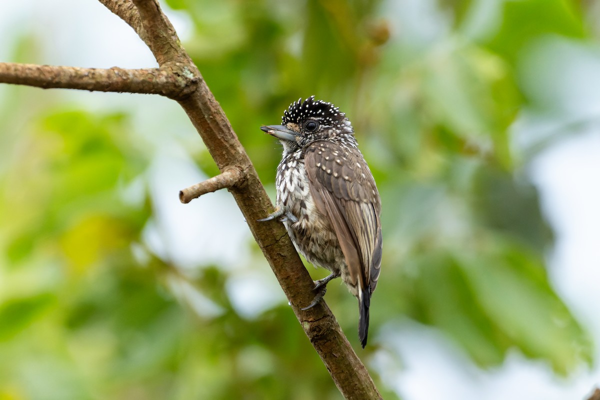 White-wedged Piculet - ML613315776