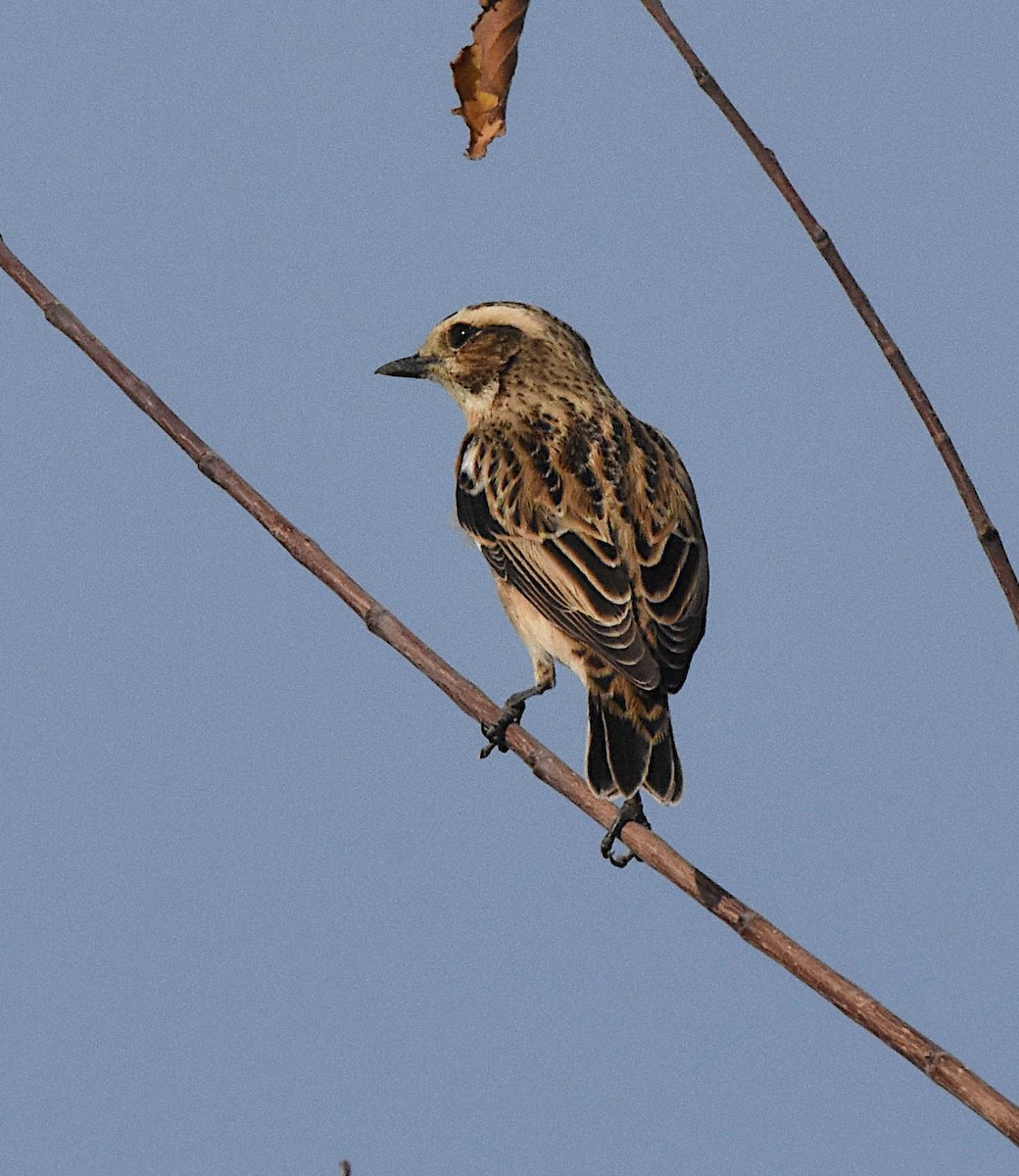 Whinchat - ML613315909