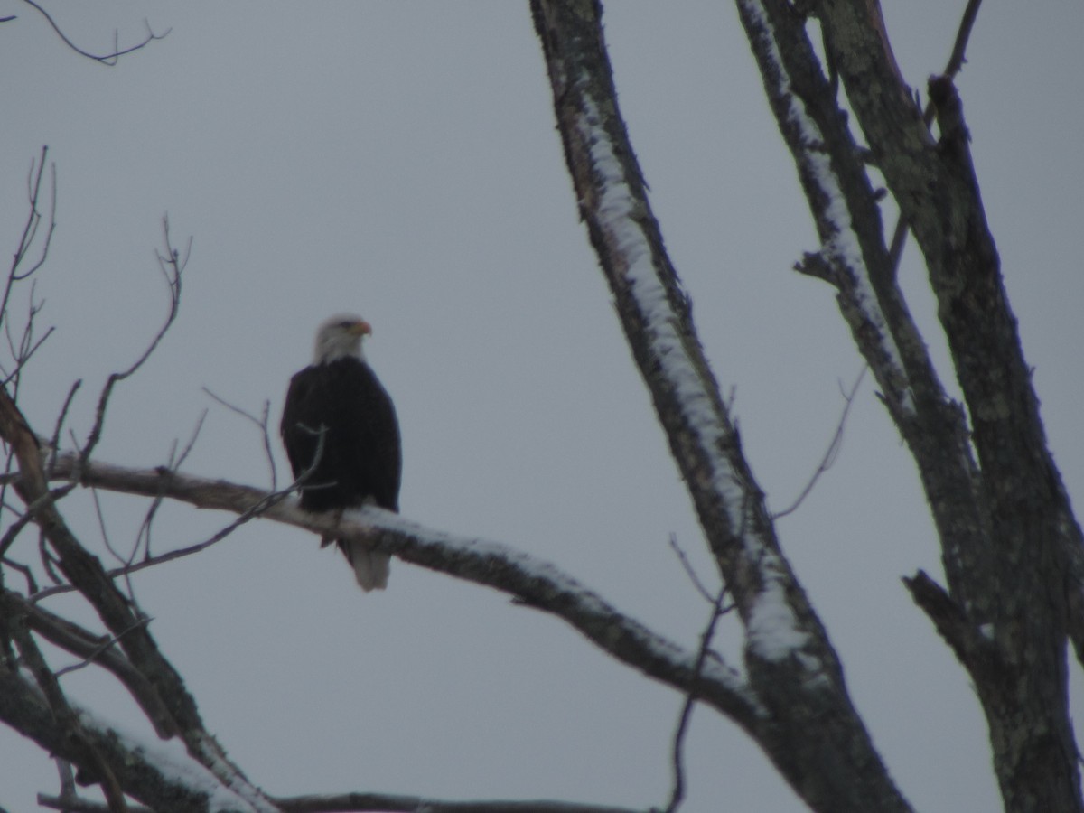 Vermont EBird Checklist 9 Jan 2024 Wallingford 2 Species   1200