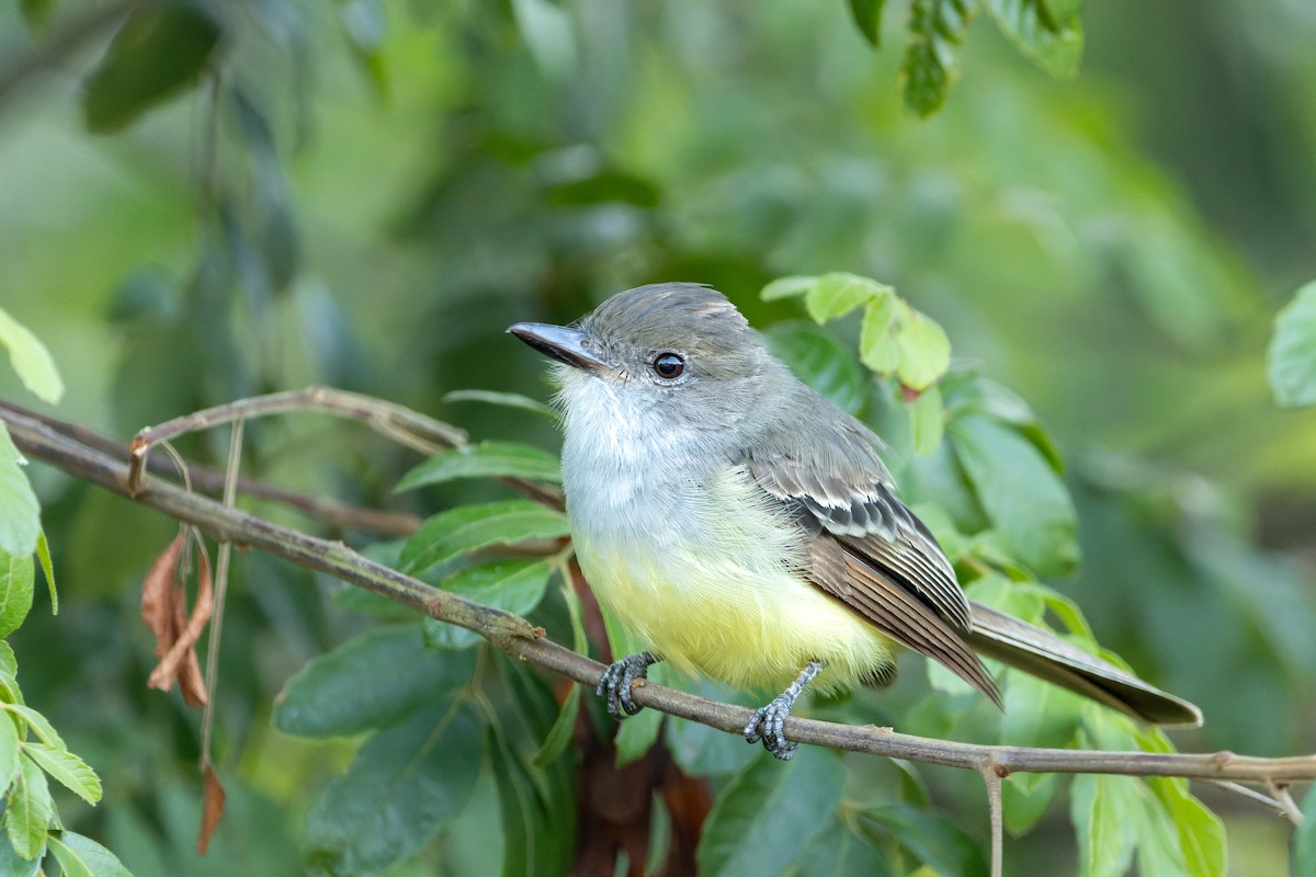Brown-crested Flycatcher (South American) - ML613316118