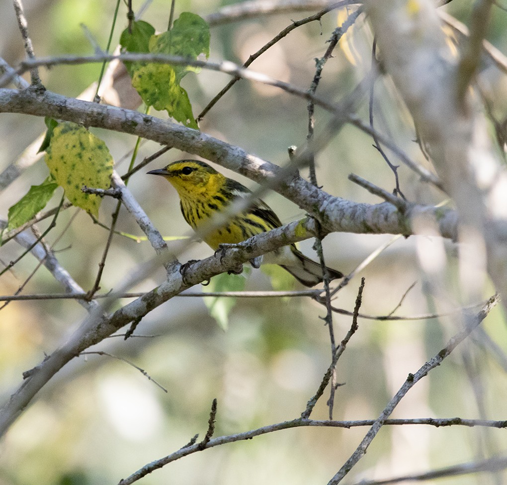 Cape May Warbler - ML613316834