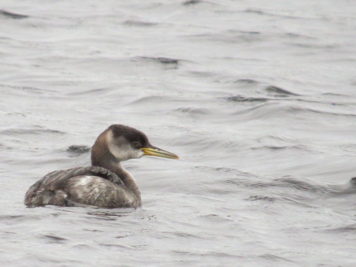 Red-necked Grebe - ML613317046