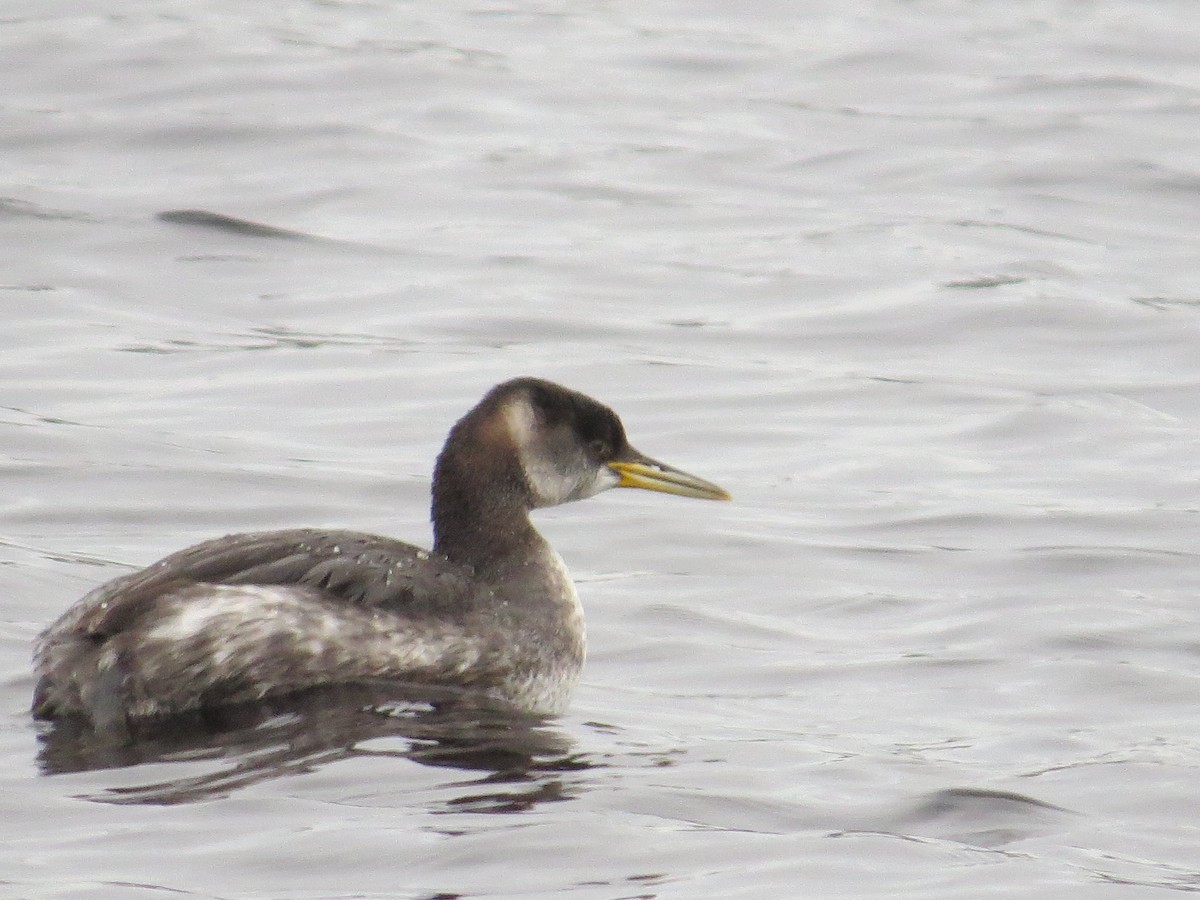 Red-necked Grebe - ML613317047