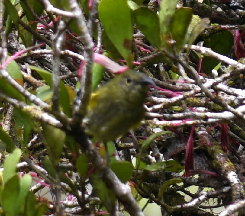 Yellow-bellied Sunbird-Asity - Claudius  Feger