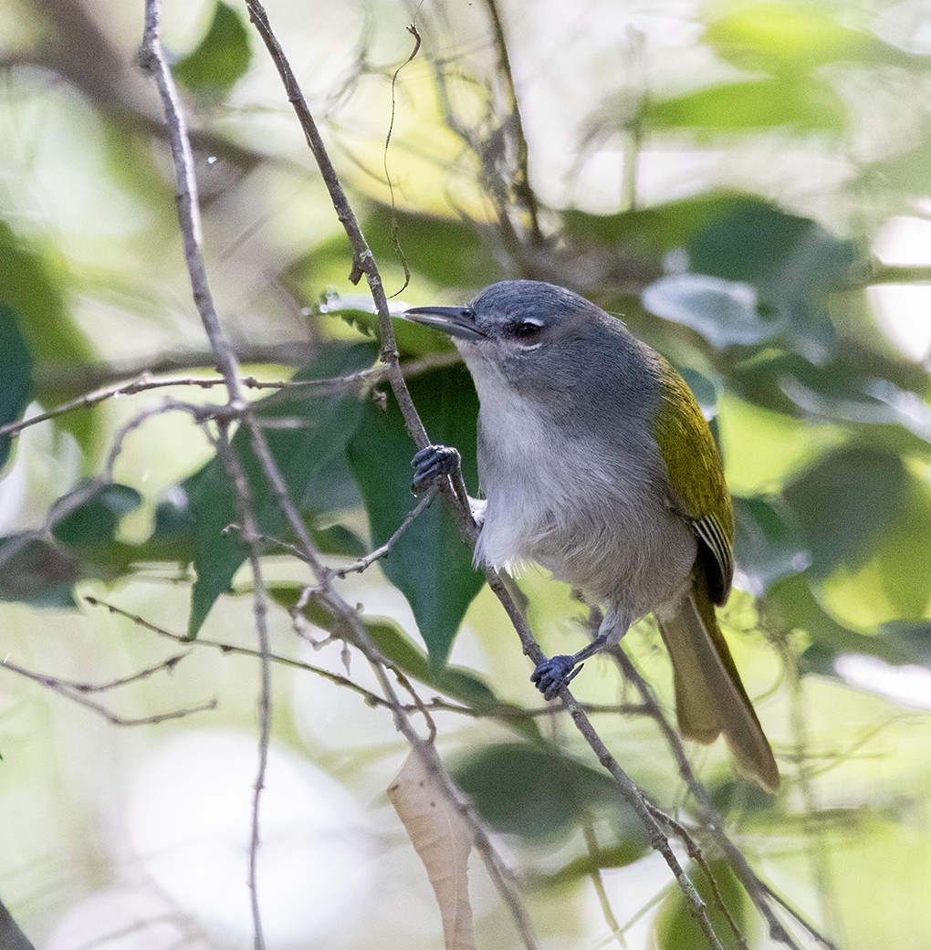 Green-tailed Warbler - Iván Mota