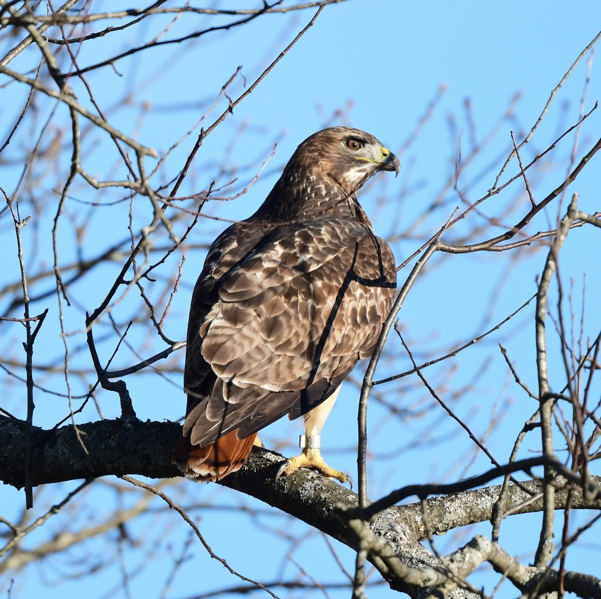 Red-tailed Hawk - ML613317423