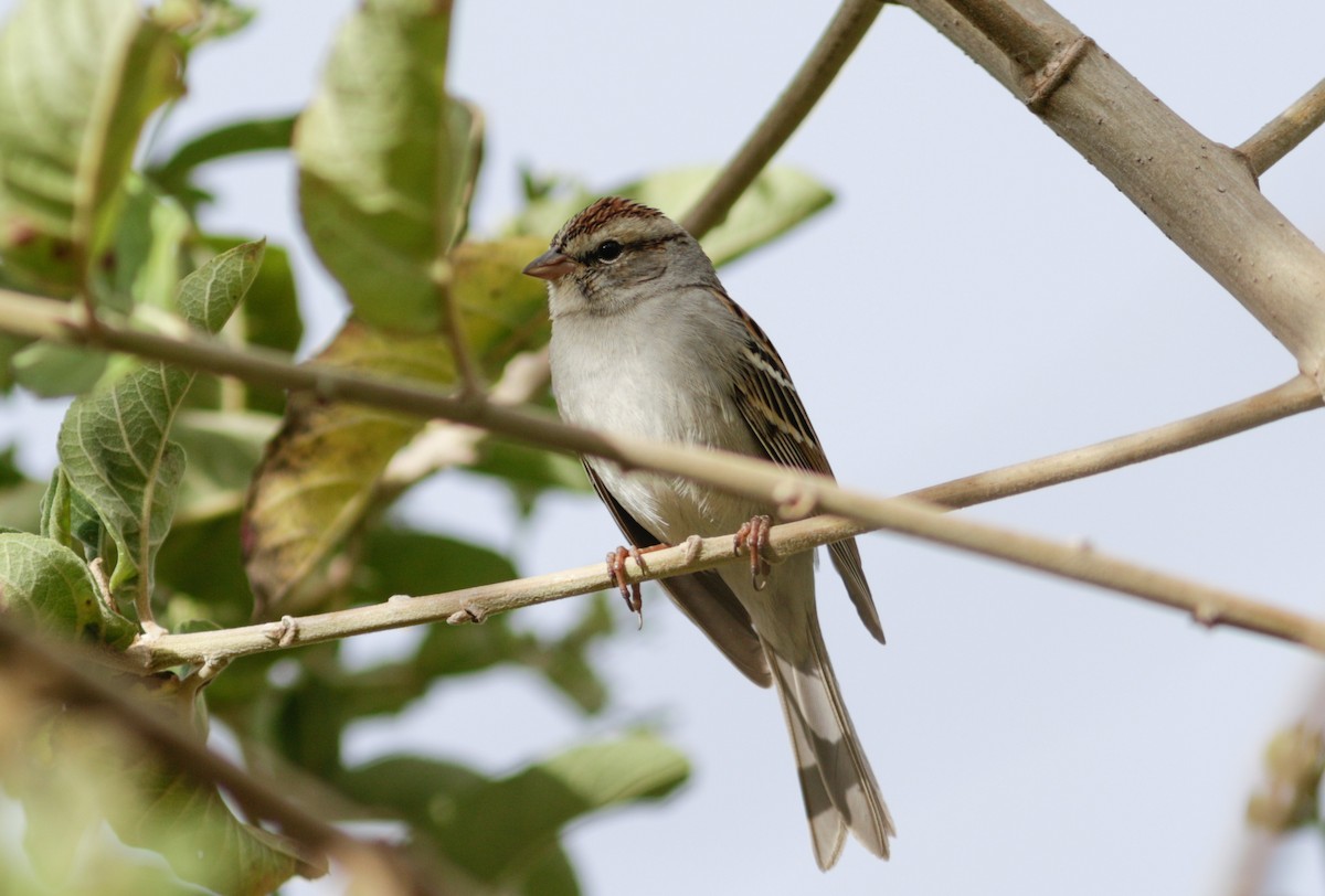 Chipping Sparrow - ML613317477