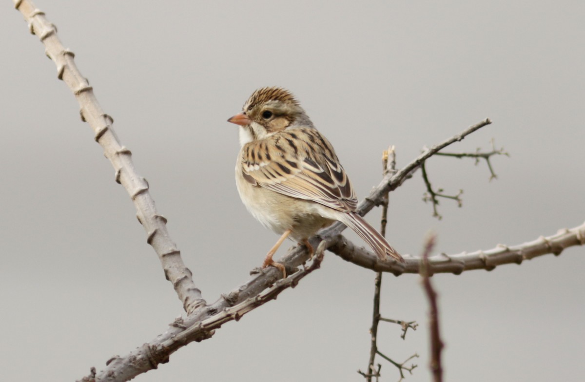 Clay-colored Sparrow - Abril Heredia
