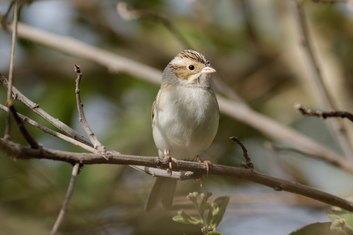 Clay-colored Sparrow - ML613317487