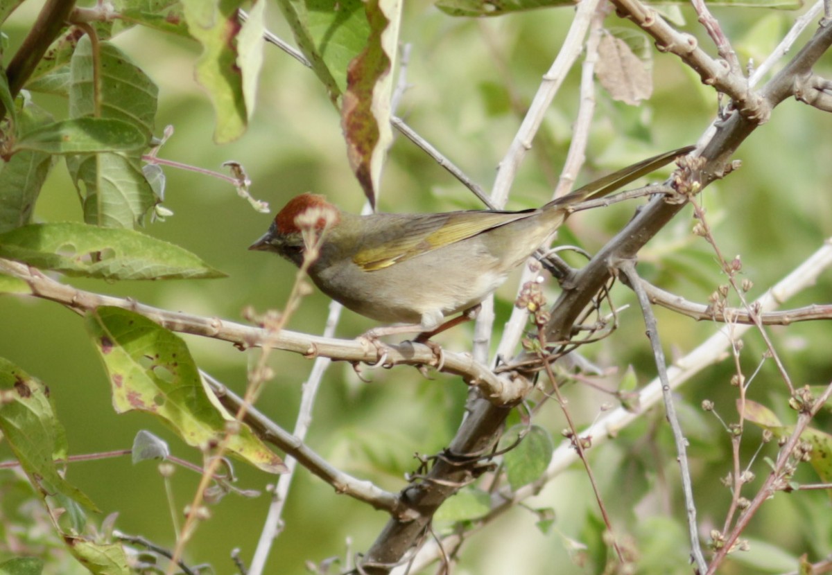 Green-tailed Towhee - Abril Heredia