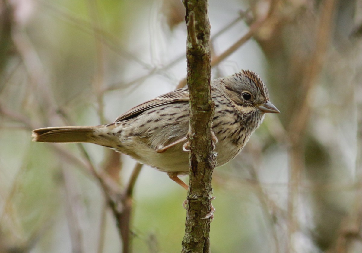 Lincoln's Sparrow - Abril Heredia