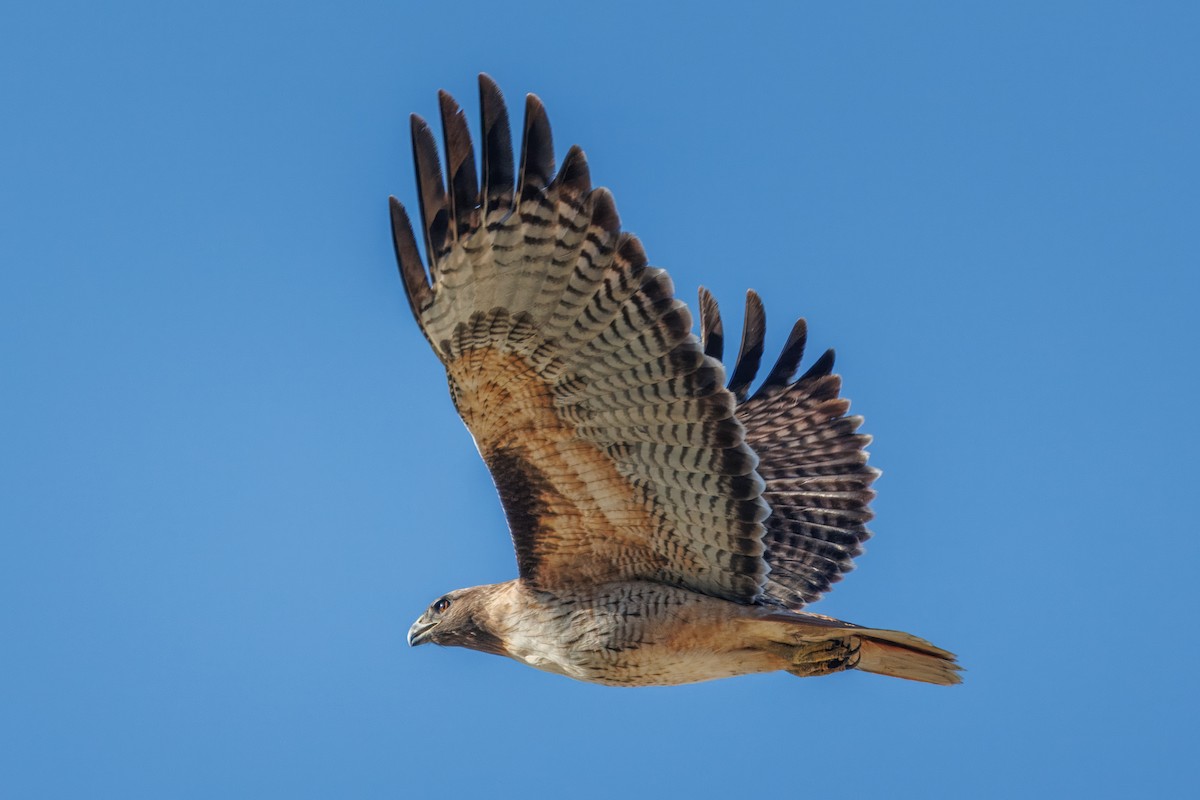 Red-tailed Hawk - ML613317942