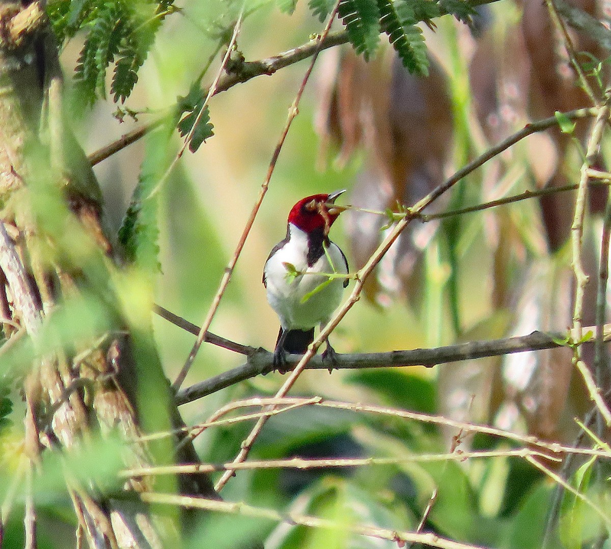 Red-capped Cardinal - ML613318203