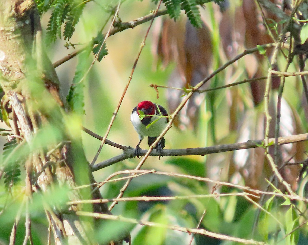 Red-capped Cardinal - ML613318206