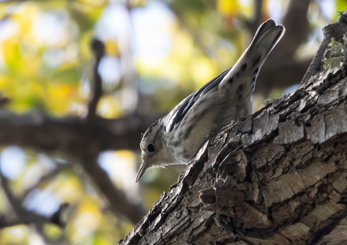 Black-and-white Warbler - ML613318247