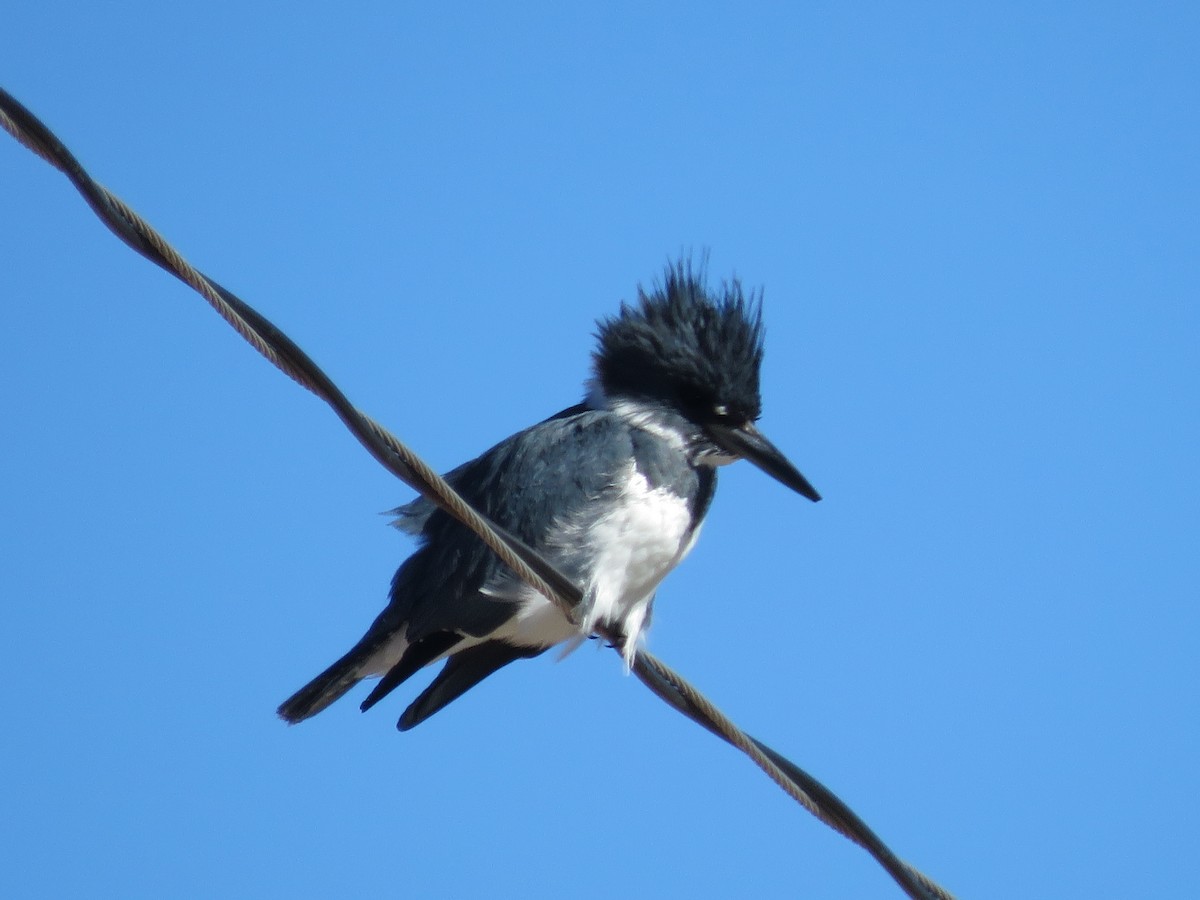 Belted Kingfisher - ML613318277
