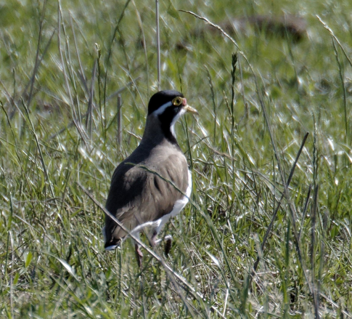 Banded Lapwing - ML613318595