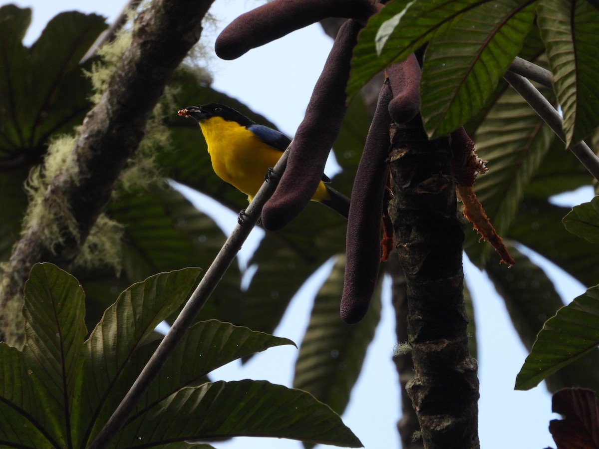 Blue-winged Mountain Tanager - ML613318620