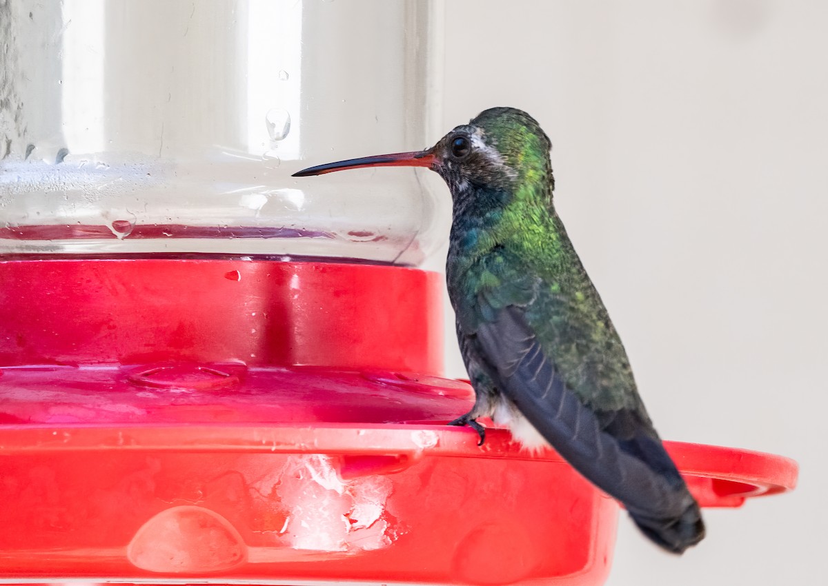 Broad-billed Hummingbird - ML613318728