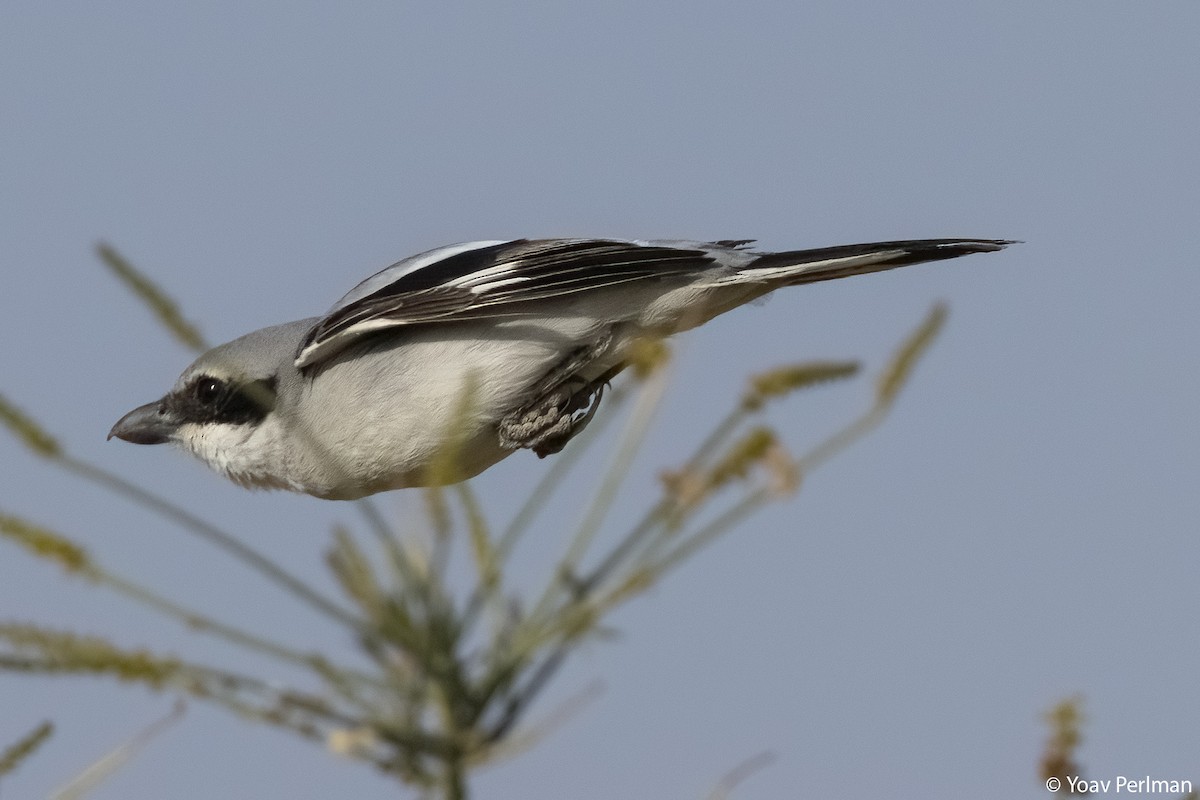 Great Gray Shrike (Arabian) - Yoav Perlman