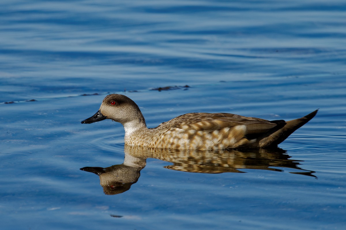 Crested Duck - ML613318990