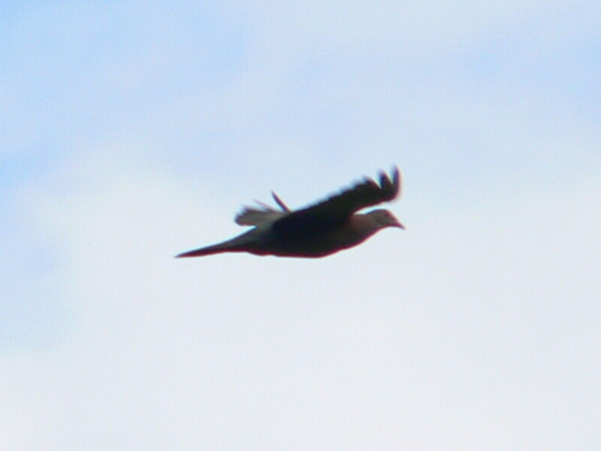 Pigeon du Pérou - ML613319270