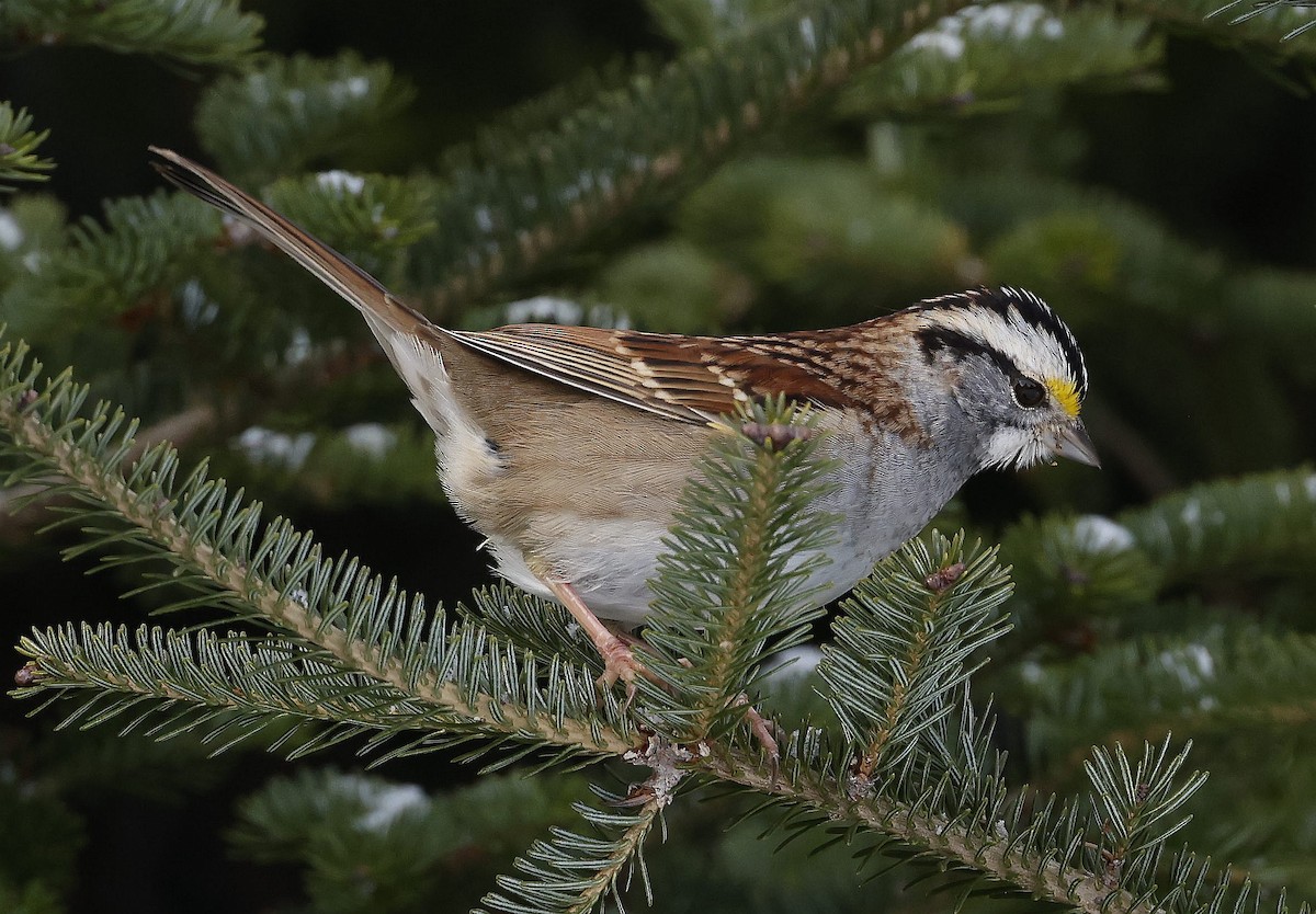 White-throated Sparrow - Charles Fitzpatrick