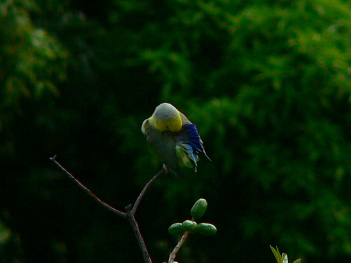 Yellow-faced Parrotlet - Charley Hesse TROPICAL BIRDING