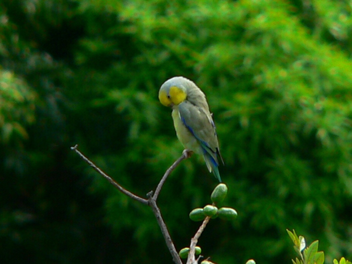 Sarı Kulaklı Serçe Papağanı - ML613319547