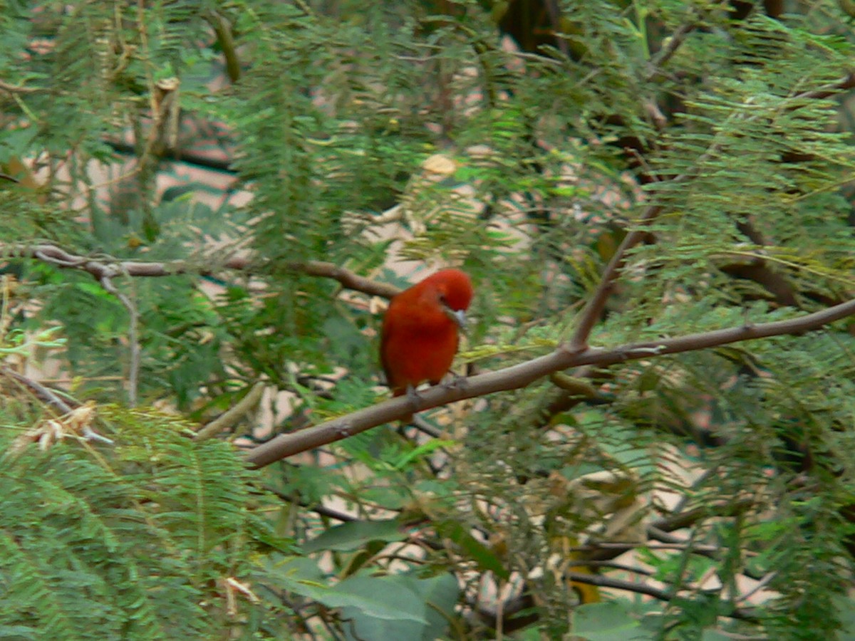 Hepatic Tanager (Highland) - ML613319607