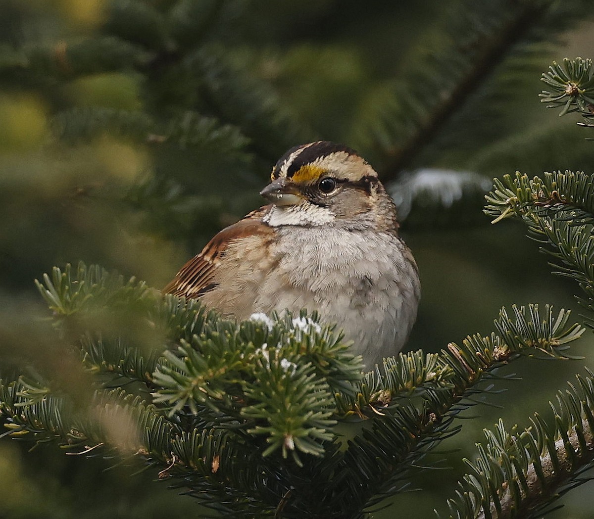 White-throated Sparrow - ML613319676