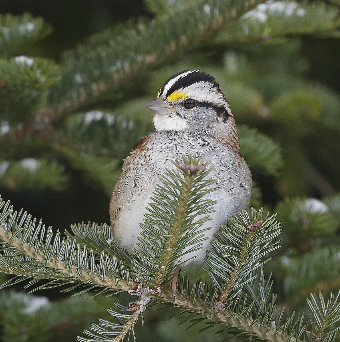 White-throated Sparrow - ML613319678