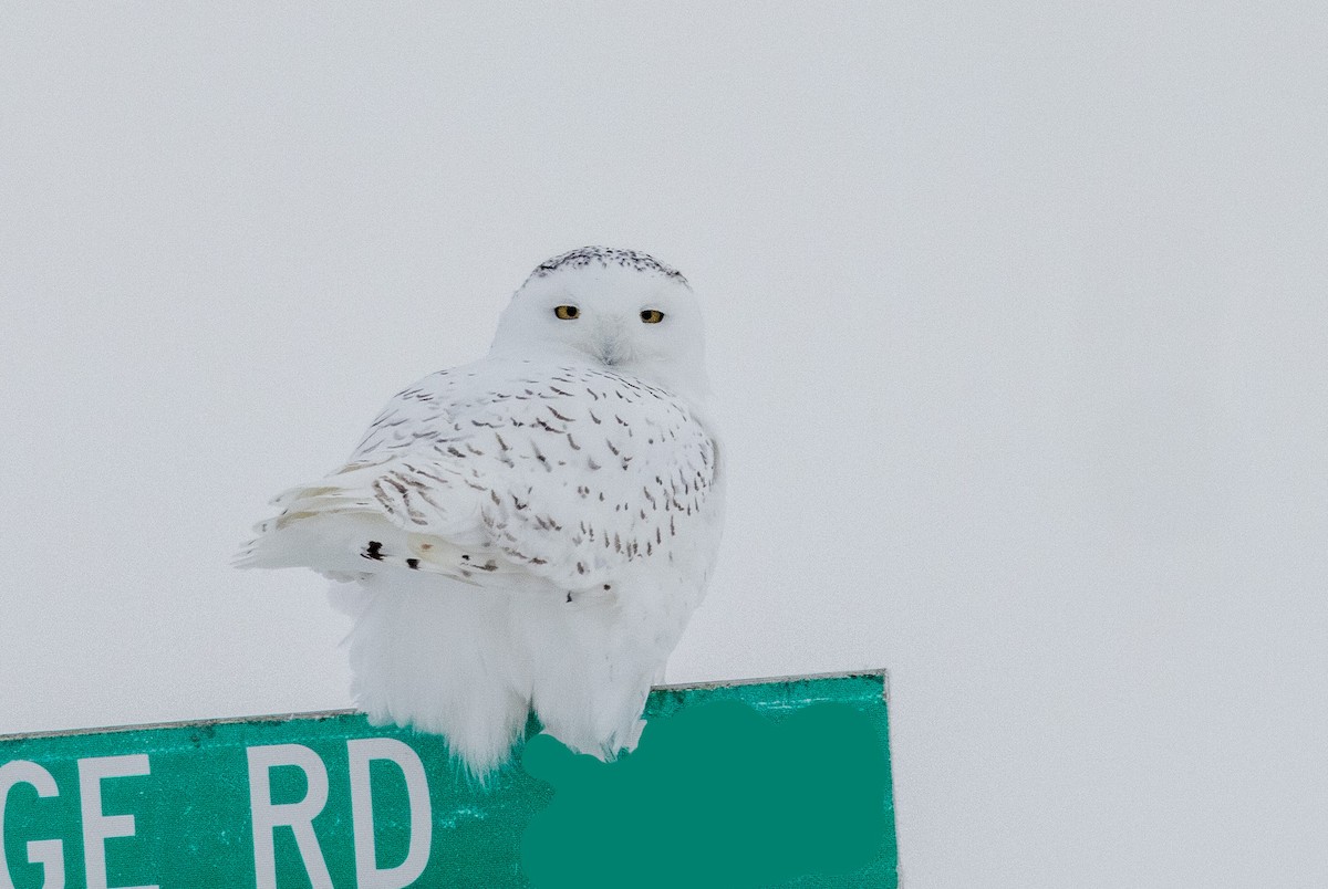 Snowy Owl - ML613319738