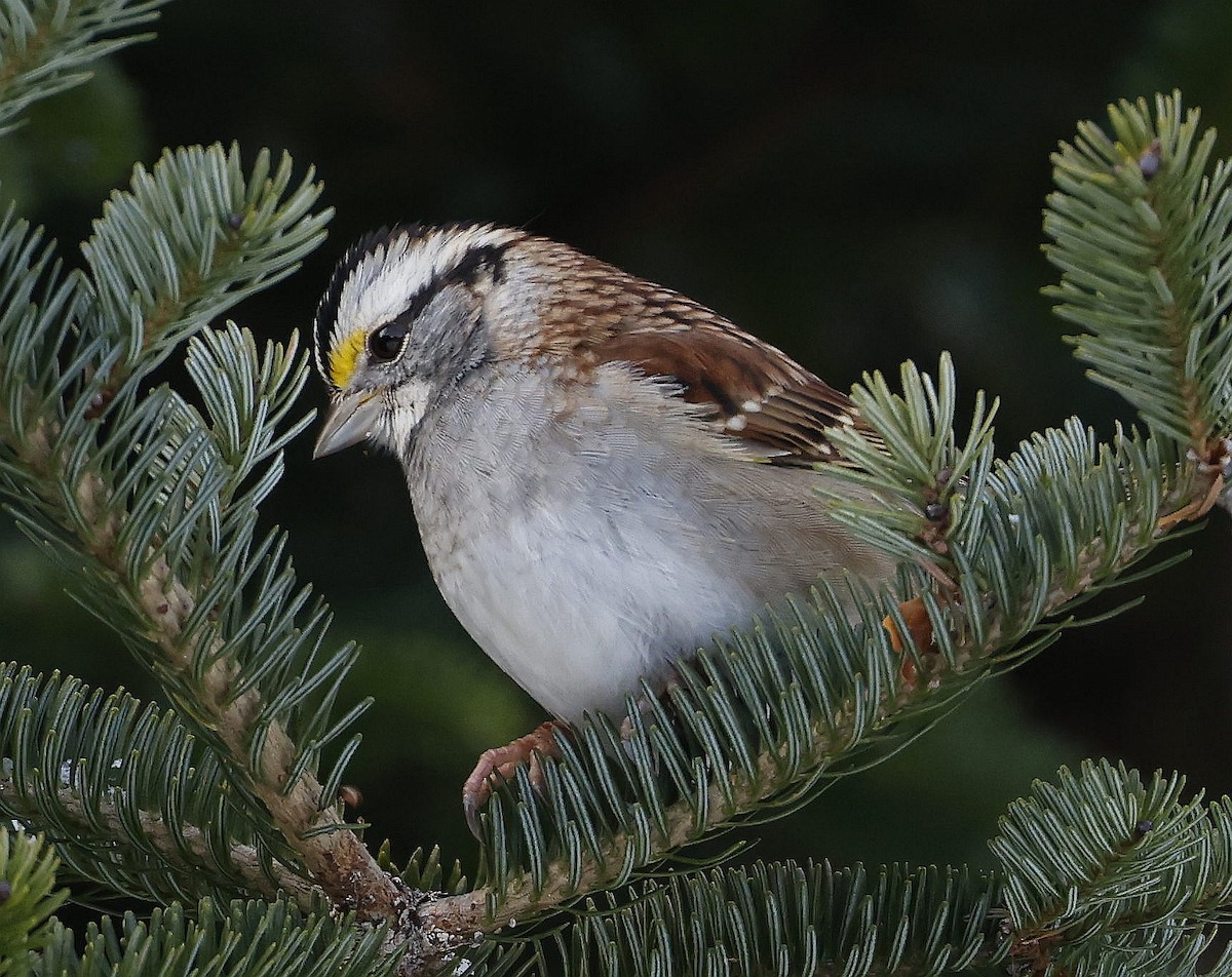 White-throated Sparrow - ML613319790