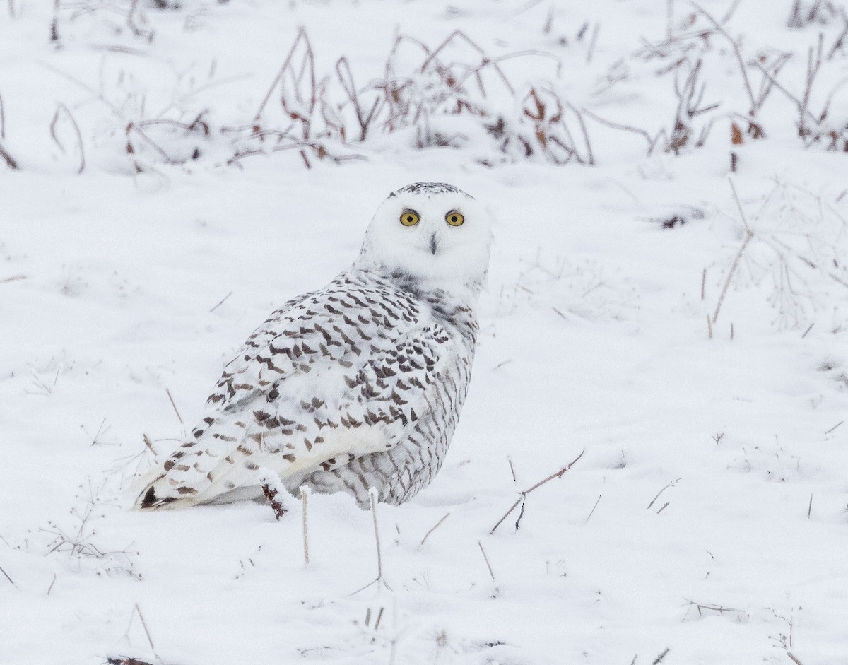 Snowy Owl - ML613319850