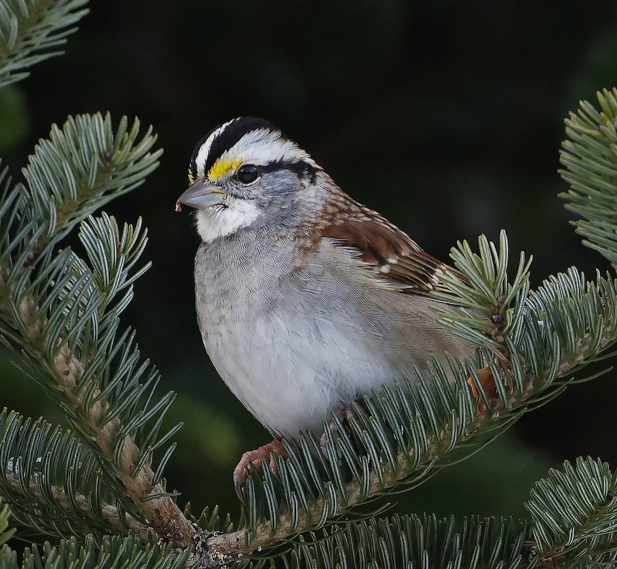 White-throated Sparrow - ML613319923