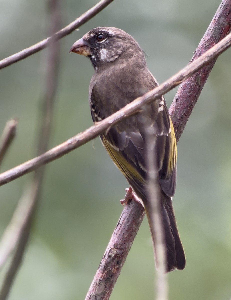 Thick-billed Seedeater - ML613320091