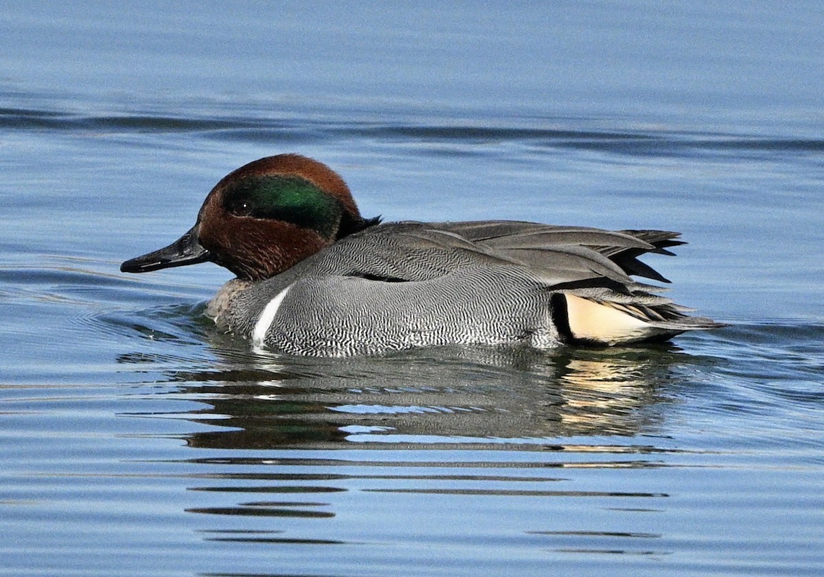 Green-winged Teal - ML613320209