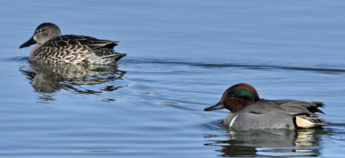 Blue-winged Teal - ML613320213