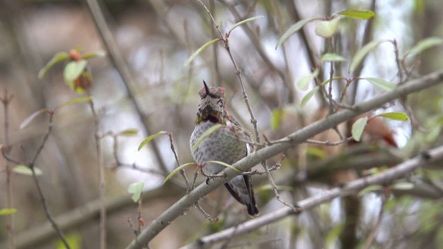 Anna's Hummingbird - ML613320286