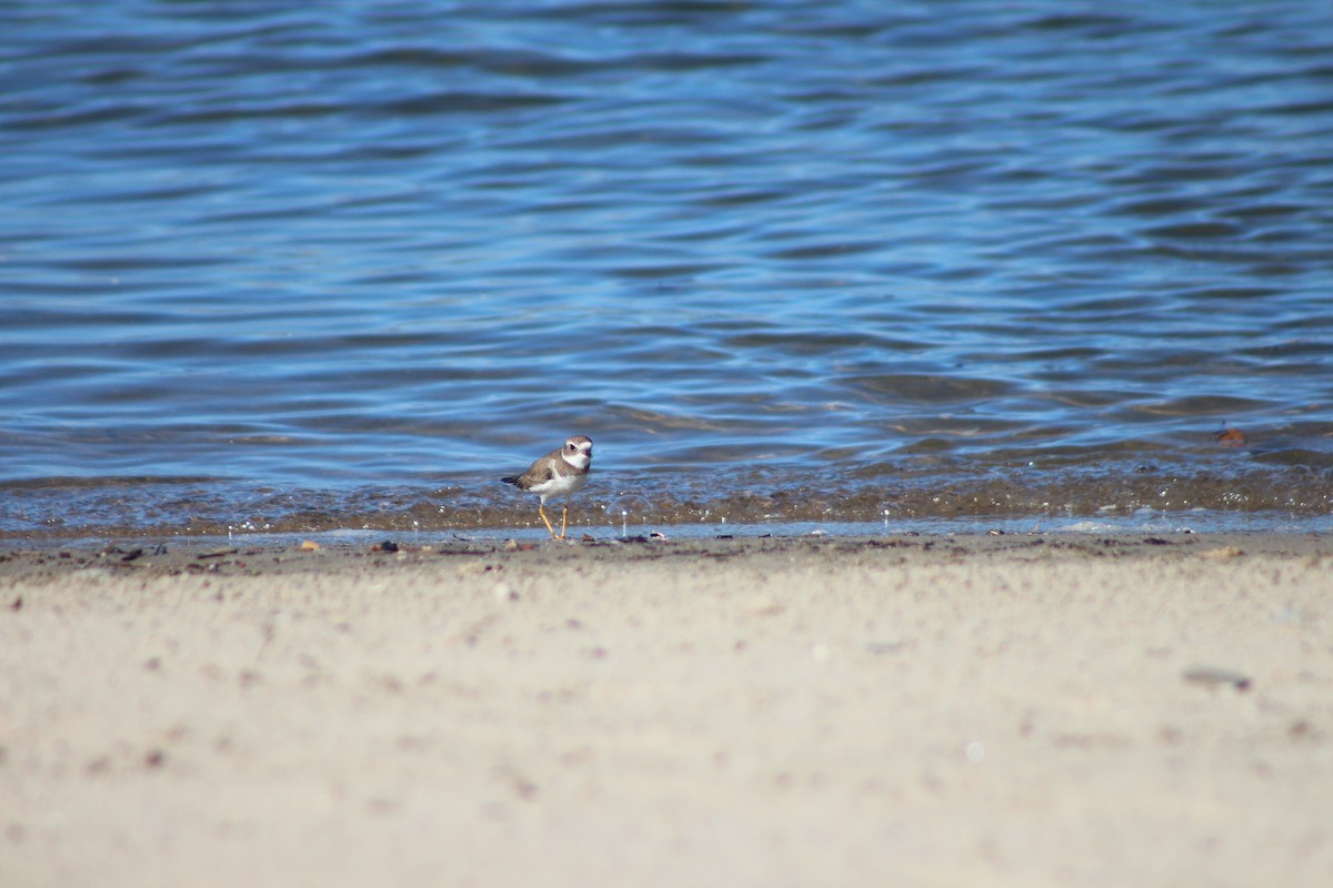 Semipalmated Plover - ML613320599