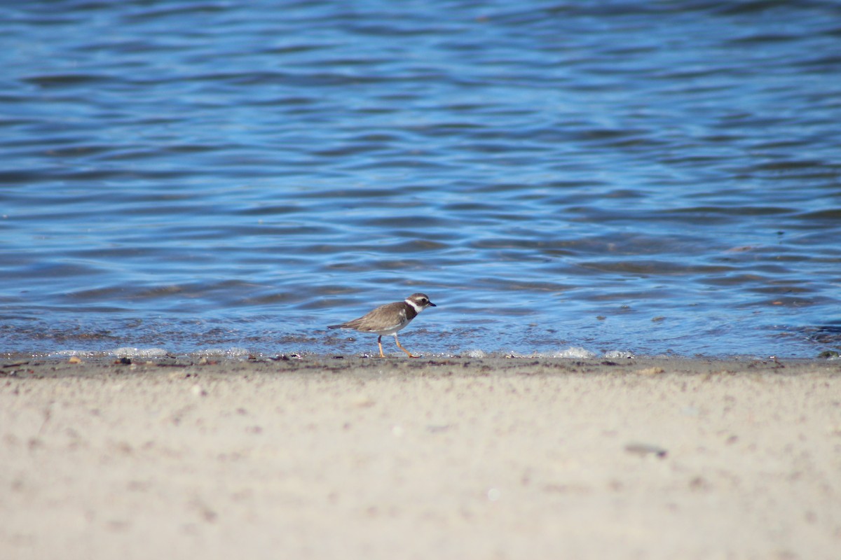 Semipalmated Plover - ML613320600