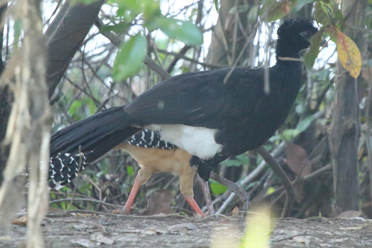 Bare-faced Curassow (Bare-faced) - ML613320710