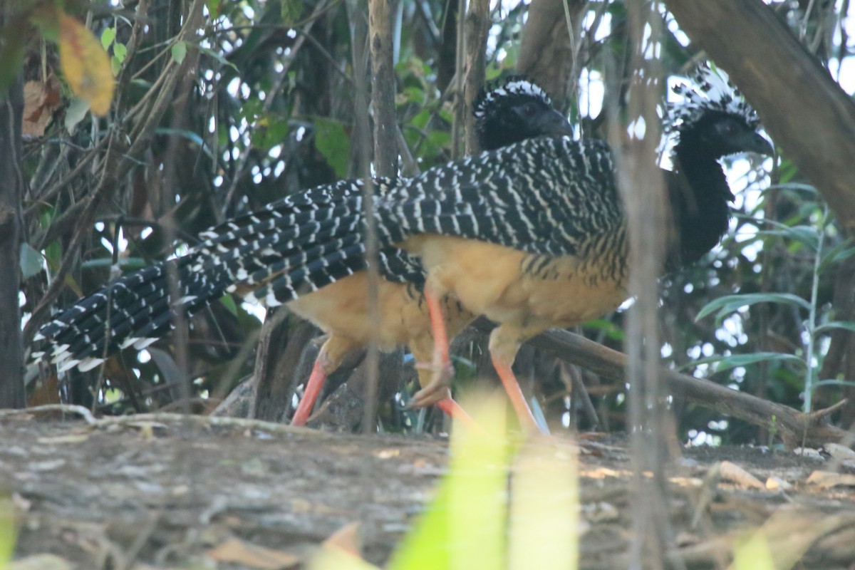 Bare-faced Curassow (Bare-faced) - ML613320711