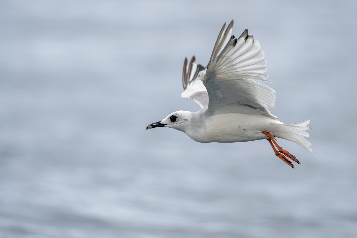Swallow-tailed Gull - ML613320719