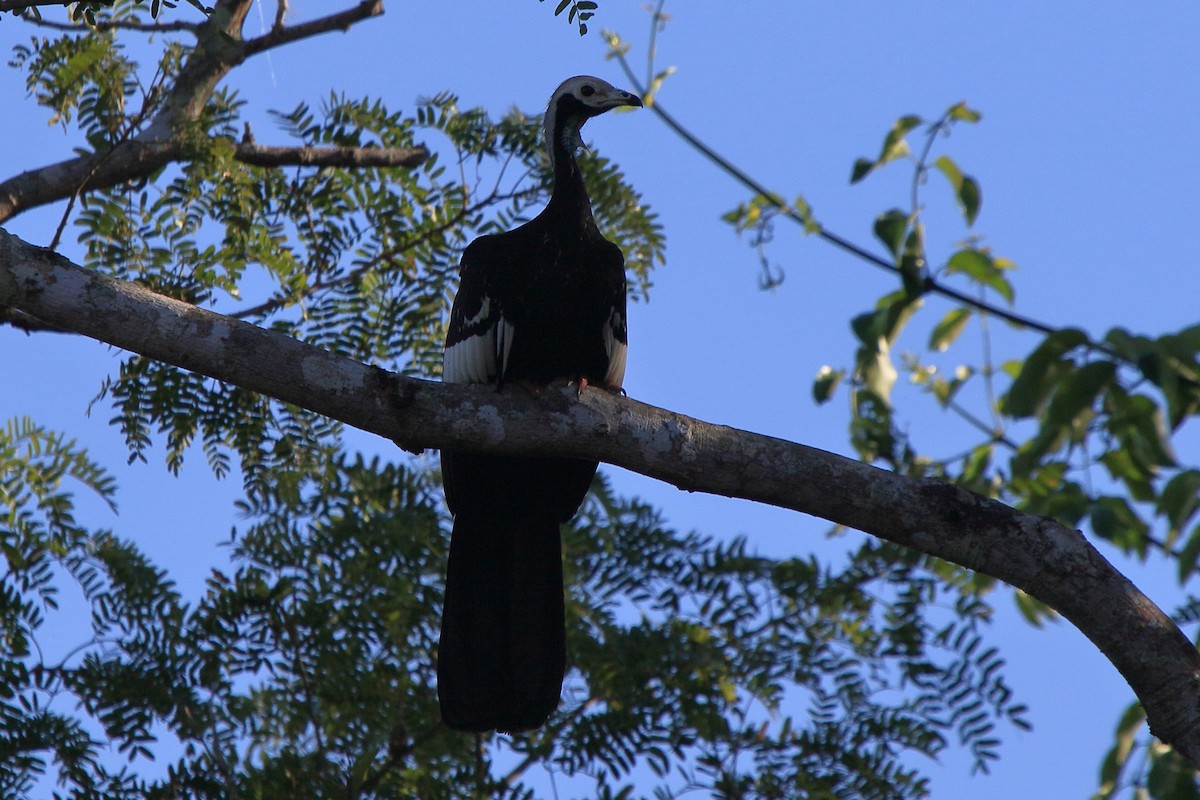 White-throated Piping-Guan - ML613320731