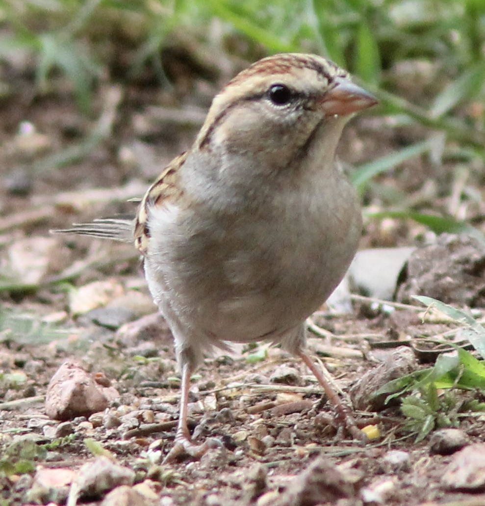 Chipping Sparrow - ML613320946
