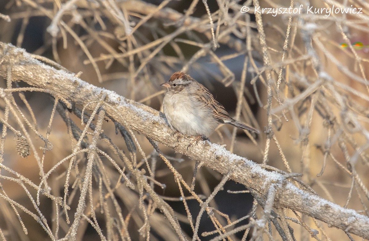 Chipping Sparrow - ML613321238