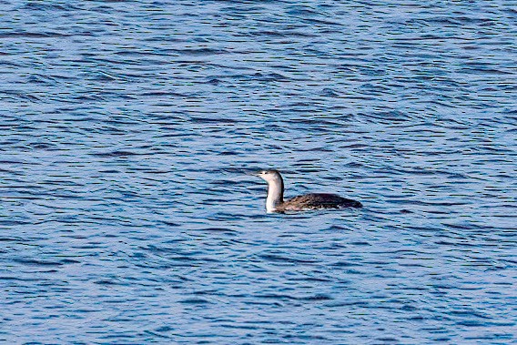 Red-throated Loon - ML613321750