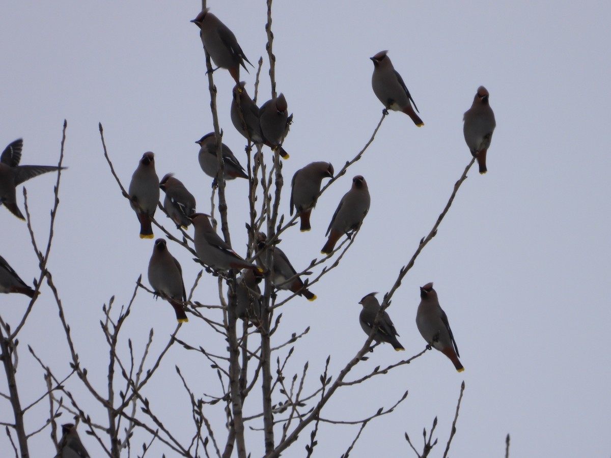 eBird Checklist - 9 Jan 2024 - Marais, Centre communautaire de ...